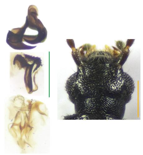 Réf. 319 204 : Carpelimus lindrothi